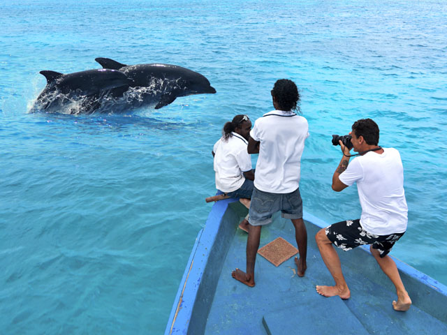 Maldive Cococoonmaldives Delfini