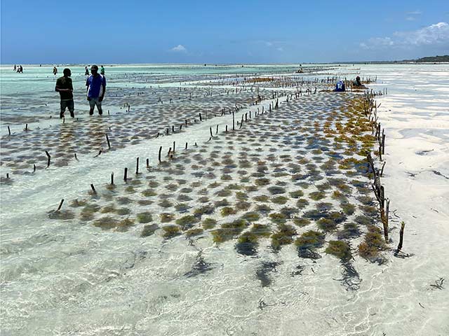 Plantation D Algues Algae Plantation Jambiani Gallery